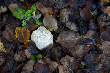 Colorful fallen autumn leaves and stone on the ground