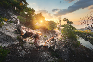 Fallen old tree in mountains at colorful sunrise. Landscape with trees, trail, mountain, sea, and sunny sky. Mountain forest. Summer wood with green foliage in the morning. Travel. Nature background