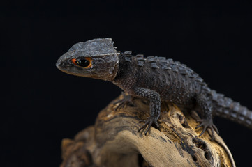 gecko black background