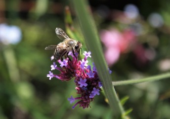 Honigbiene auf Blüte