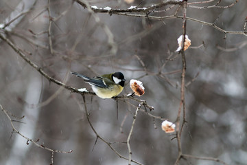 Moscow, Russia - January 4, 2017: A titmouse sitting on a branch and eating a slice of bread