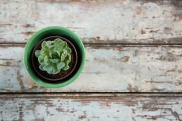 Pot plant on table