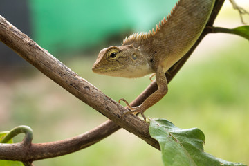 Close up of Calotes versicolor Daudin, Red-headed Lizard or Indi