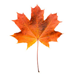 Golden orange and red maple leaf isolated white background. Beautiful autumn maple leaf isolated on white. Fall leaf