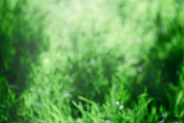 Blur green grass background.