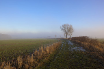 frosty footpath and ash tree