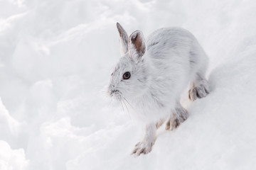 lièvre blanc dans la neige