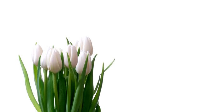 Time-lapse of White Tulips blooming. Studio shot over White.