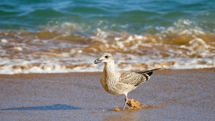 Seagull running closeup at the beach