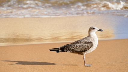 Seagull closeup at the beach