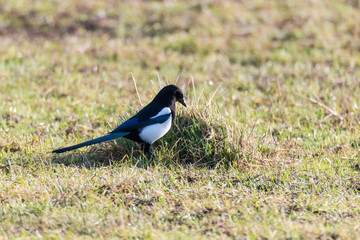 Eurasian magpie (Pica pica) hunting amongst grass. Black and white bird in the family Corvidae searching for invertebrates on pasture in the English countryside