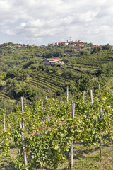 Fototapeta na wymiar Picturesque rural mediterranean landscape with vineyards