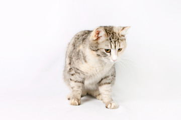 Fototapeta na wymiar pedigreed shorthair spotted cat sits.