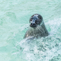 un phoque émergeant de l'eau