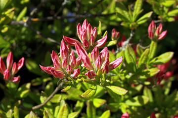 Flower buds of rhododendron