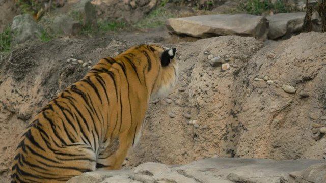 Playful Tiger Fight, 4K