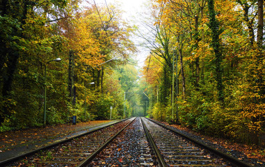 Obraz premium Track leading to through the frankfurt city forest