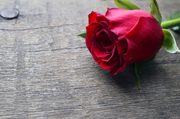Rose on old wooden background for Valentine's Day with copy space.Valentine rose.St.Valentines Day,14 february concept.Selective focus.
