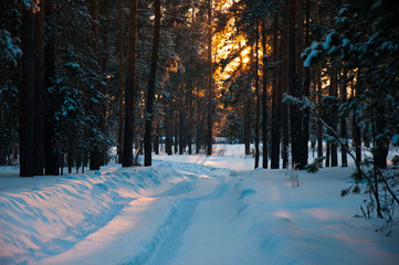 Tracks on the snow in winter forest