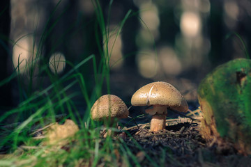 Muchomor  czerwieniejący © Jozef