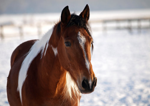 Portrait of a beautiful pinto horse  on a winter background