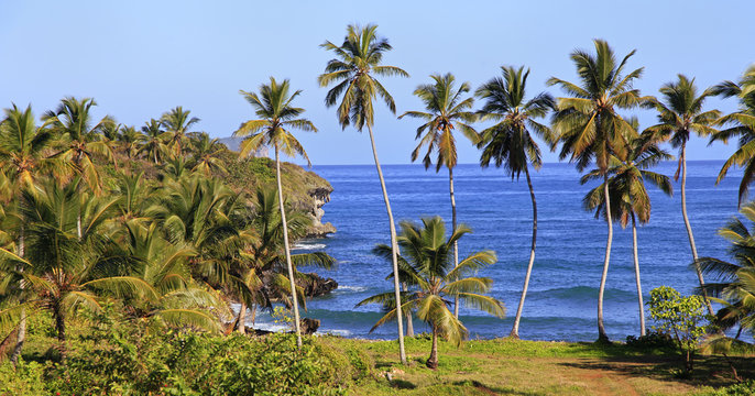 Tropical landscape and sea, palm trees in Samana area, Dominican Republic © vlad_g