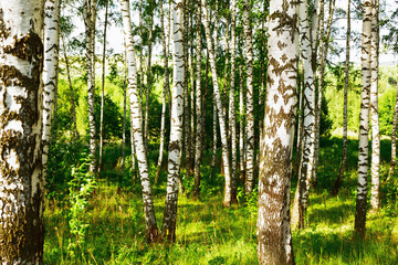 summer in sunny birch forest