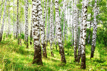 Fototapeta premium summer in sunny birch forest