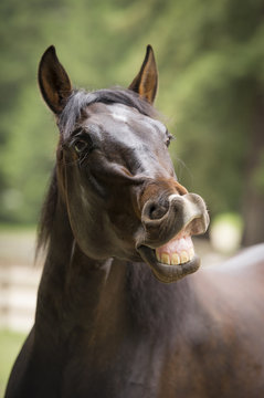 Bay Horse Flehmen And Showing Teeth