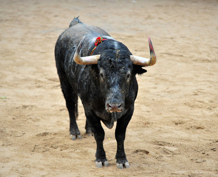bull