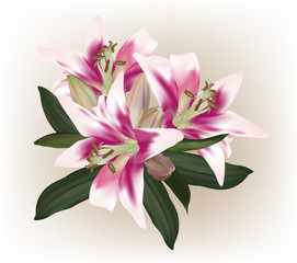 white and pink lily flower on light background