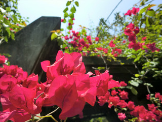 Beautiful red pink flowers growing on trellis 