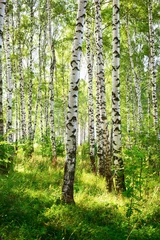 Poster Sommer im sonnigen Birkenwald © janbussan