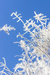 Smoke tree. Branches with frost on blue sky background