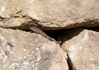 Lizard.  A lizard emerges into the sunlight from its rocky hiding place in southern Turkey.