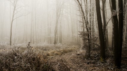 forest at winter