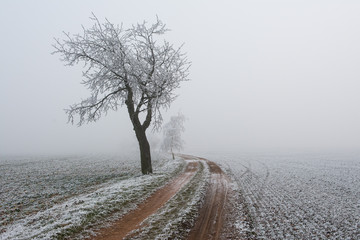 Snowy trees and dusty road in in fog during winter