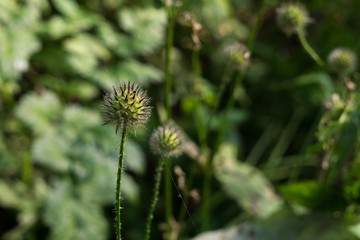 Plant in the nature. Slovakia