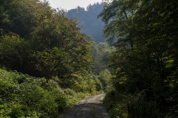 Fototapeta na wymiar Path in the forest. Slovakia