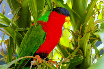 Collared Lory (Phigys solitarius) on Viti Levu Island, Fiji