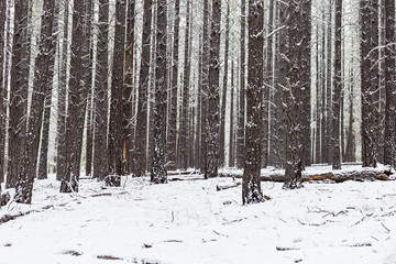 Snowy forest background