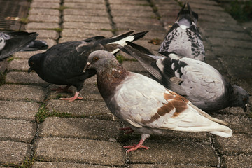 Pigeons in the town. Slovakia