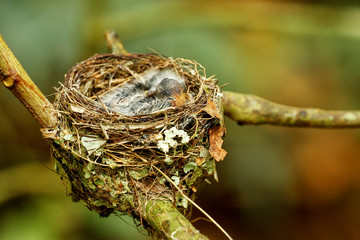 Nest of Vanikoro Broadbill (Myiagra vanikorensis) with chicks on
