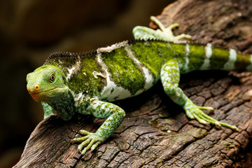 Fijian crested iguana (Brachylophus vitiensis) on Viti Levu Isla