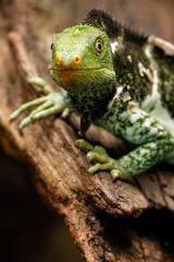 Portrait of Fijian crested iguana (Brachylophus vitiensis) on Vi