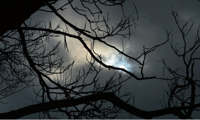 Creepy tree silhouette 