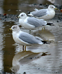 Seagulls standing in puddle