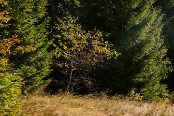 Hills and mountains during autumn. Slovakia