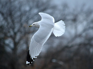 Flying seagull © Therese Sheridan