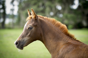 Obraz premium colt's head